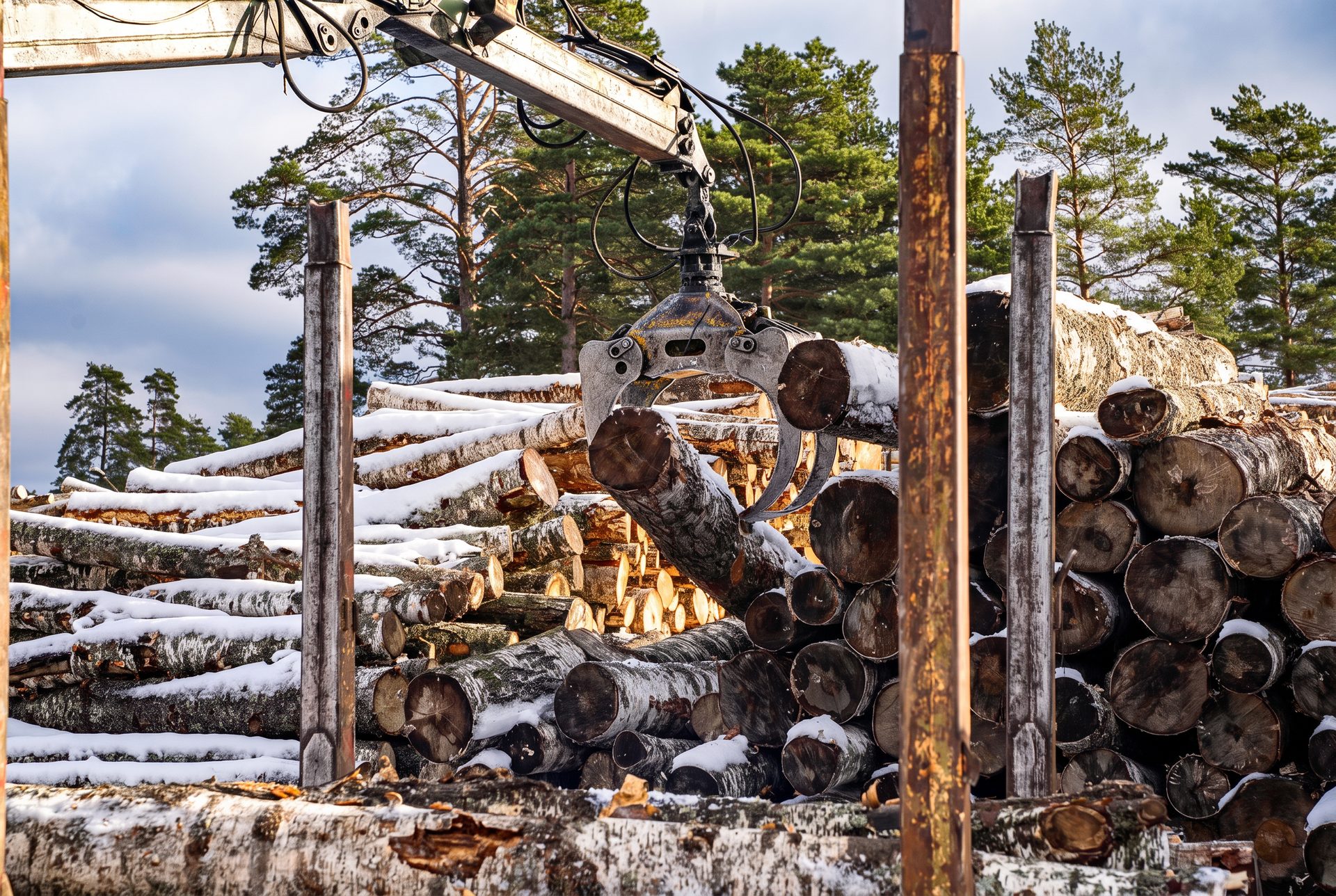 Timber crane lifting birch logs over the stacked log piles at the Tervete Wood yard
